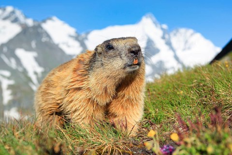 Alpine Marmot
