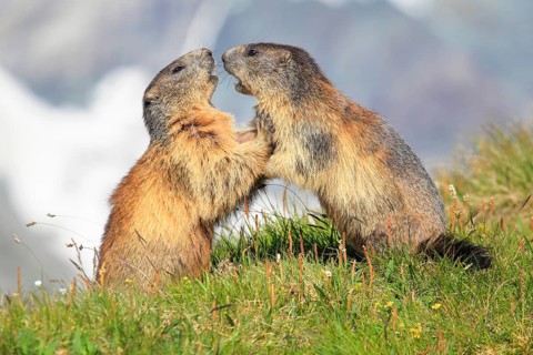 Alpine Marmot