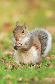 Eastern gray squirrel