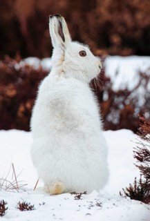 Mountain hare