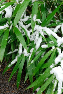 Bamboo bush with snow
