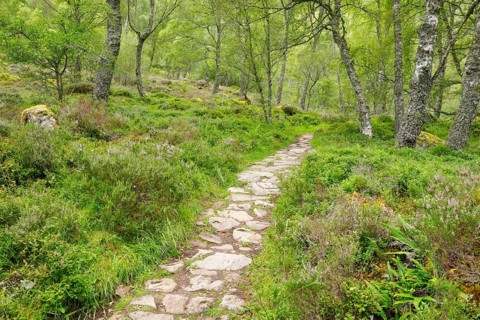 Footpath in birch forest
