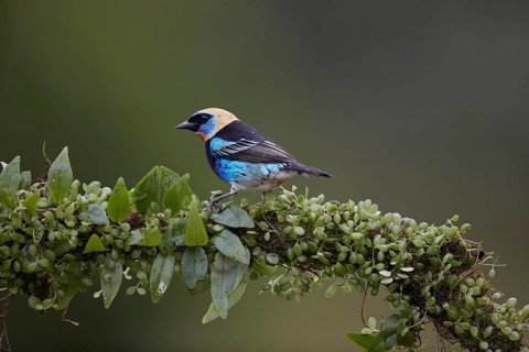 Golden-hooded Tanager