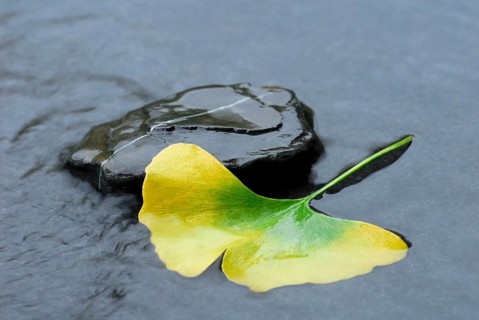 Ginkgo