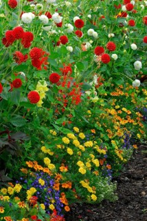 Flowerbed with spider flower-bed and dahlias