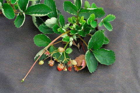 Strawberry plant with foil cover