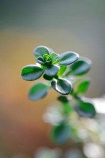 Silver thyme