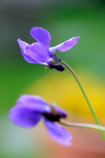 Wood violet