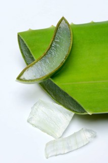 Aloe leaf discs and cut leaf
