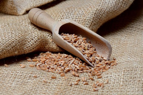 Dinkel wheat