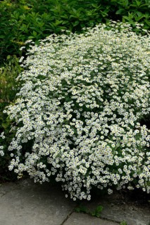Feverfew