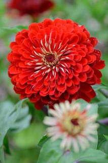 Zinnia