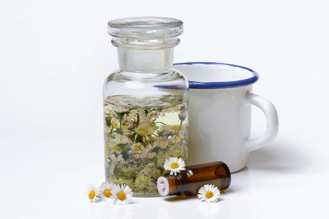 Daisy blossoms and daisy tincture