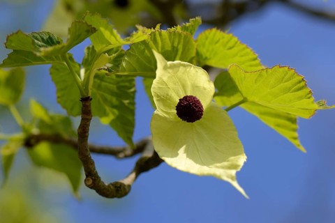 Handkerchief tree