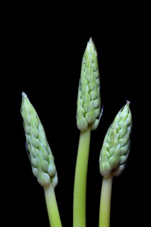 Pyrenees-Star-of-Bethlehem