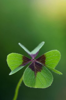 Lucky Clover