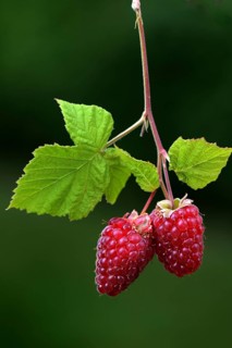 Rubusboysenberry and raspberry cross