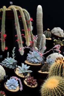 Different cacti and thick leaf plants with designation
