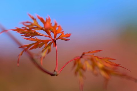 Japanese maple