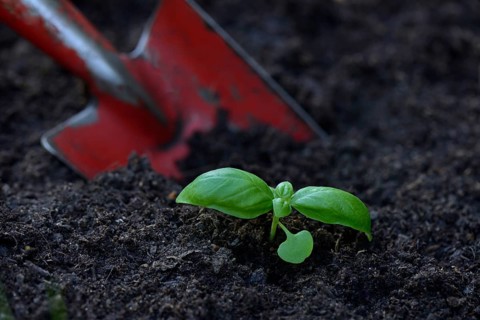 Basil