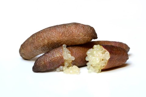 Australian finger lime