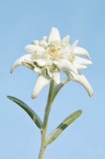 Alpine Edelweiss