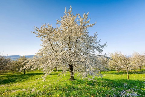 Cherry trees in spring