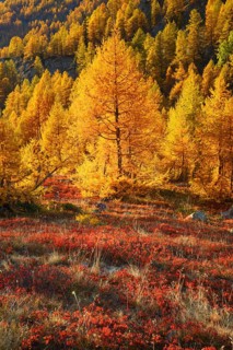 Larch forest and blueberry bushes