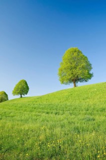 Linden near Ebmatingen in the Zurich Oberland