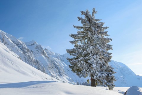 Snowy fir tree
