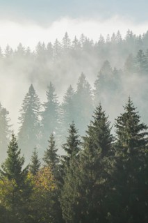 Forest in the fog