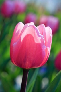 Tulip