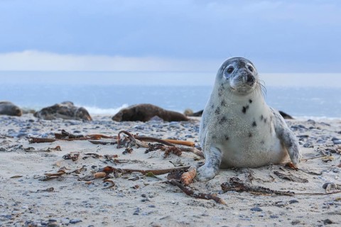 Grey seal