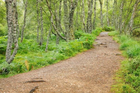 Footpath in birch forest