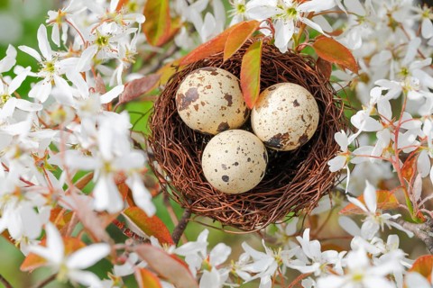 Nest in weeping pear tree