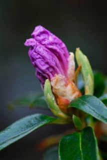 Rhododendron
