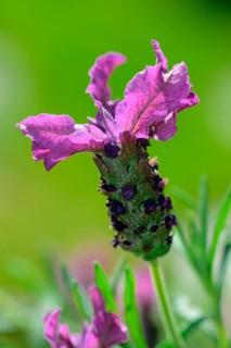 Stoechas Lavender or Topped Lavender