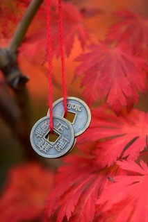 Chinese lucky coins on maple tree