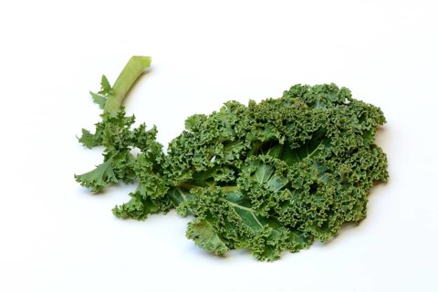 Brassica oleracea