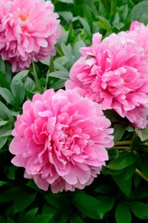 Peony