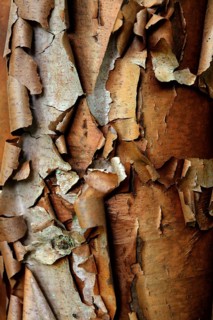 Cinnamon maple
