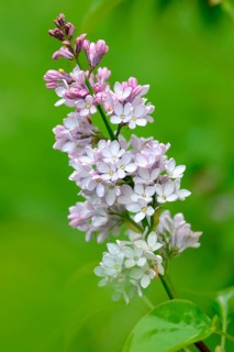 Lilac Tree