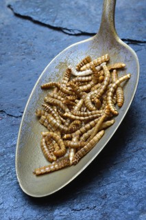 Mealworms in tablespoon
