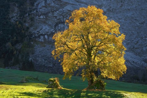 Mountain maple
