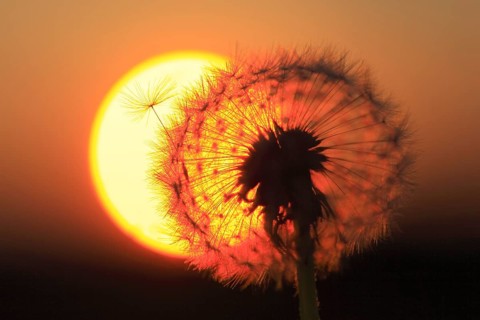 Dandelion