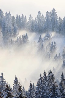 Snowy fir forest