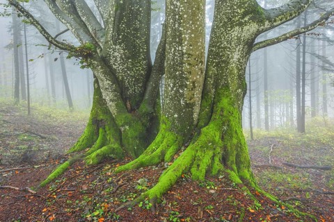 Beech forest in autumn
