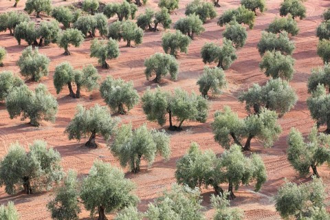 Olive groves
