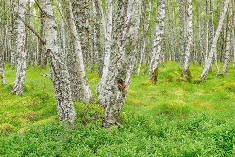 Birch Forest