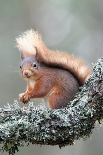Eurasian red squirrel